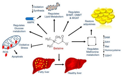 Betaine-2