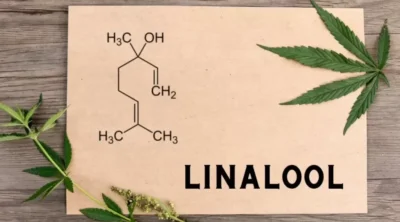 Linalool-2